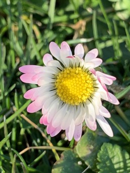 Image Gänseblümchen