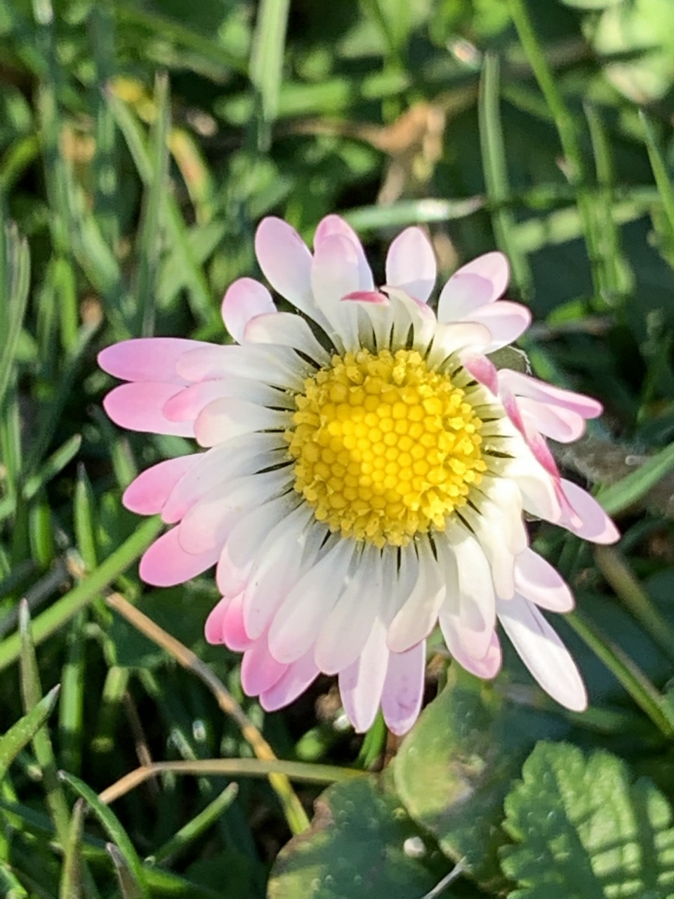 Image Gänseblümchen Image Gänseblümchen