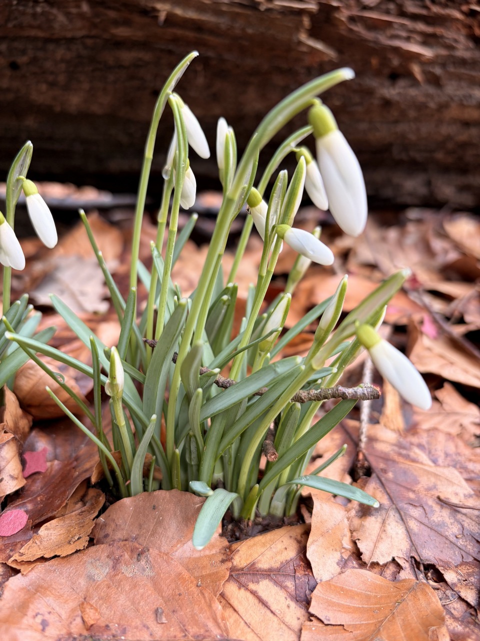 Image Schneegl&ouml;ckchen